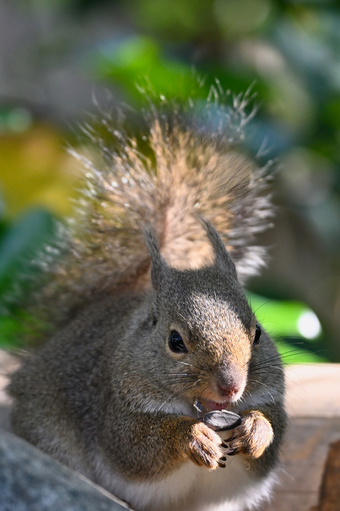 squirrel