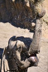 elephant