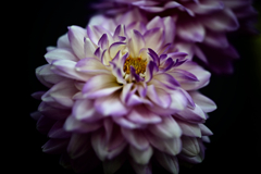 Dahlia