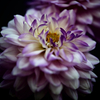 Dahlia