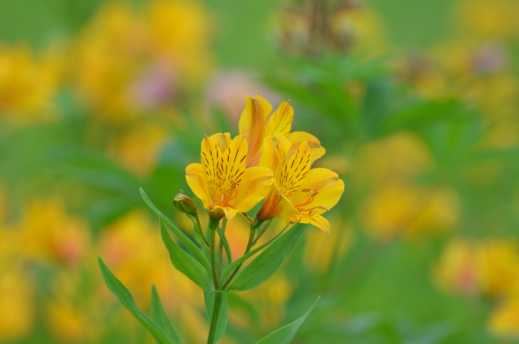 Alstroemeria