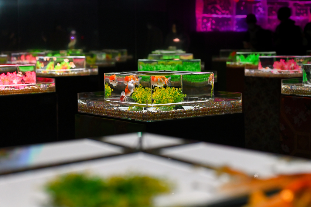 ART AQUARIUM