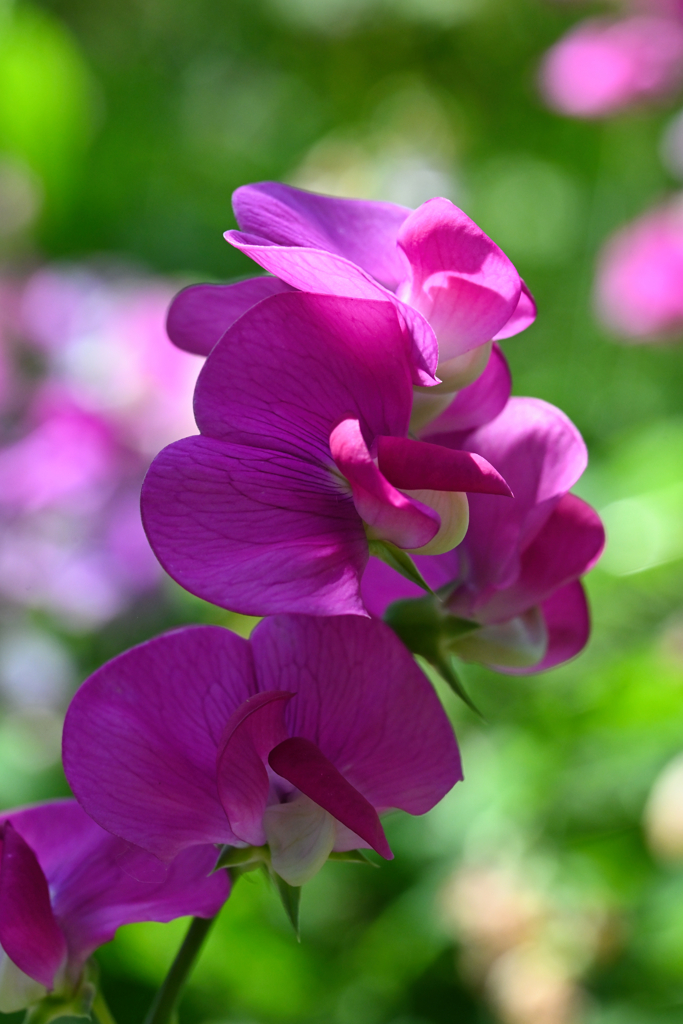 Sweet Pea