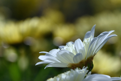 gerbera