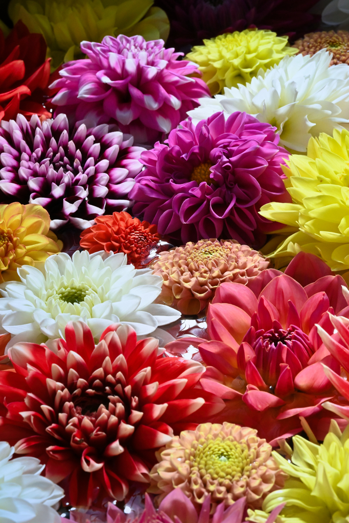 dahlia