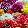 dahlia
