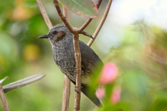 Bulbul