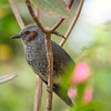 Bulbul
