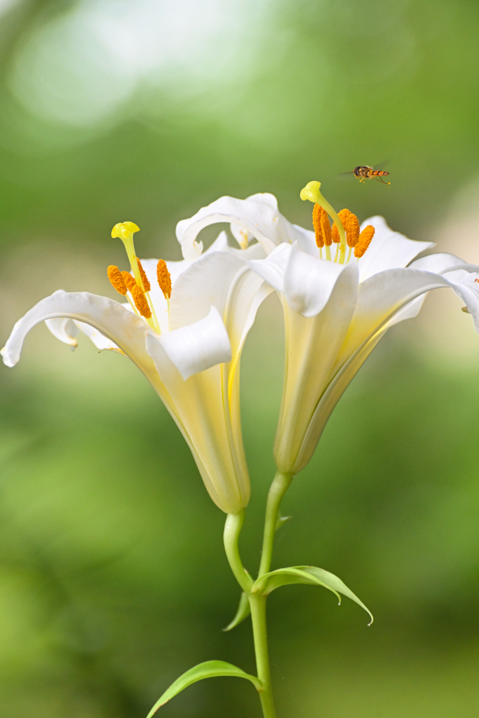 lily