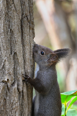 squirrel