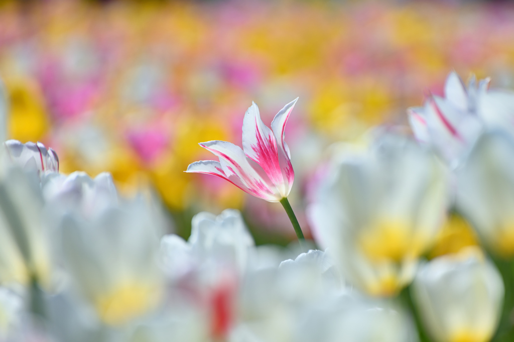 tulip