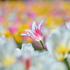 tulip