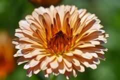 Strawberry Blonde Calendula