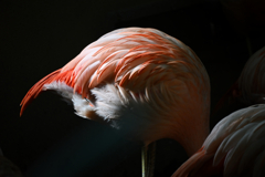 flamingo