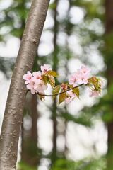 SAKURA