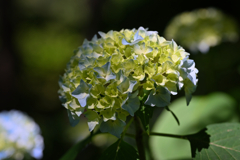 Hydrangea