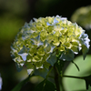 Hydrangea
