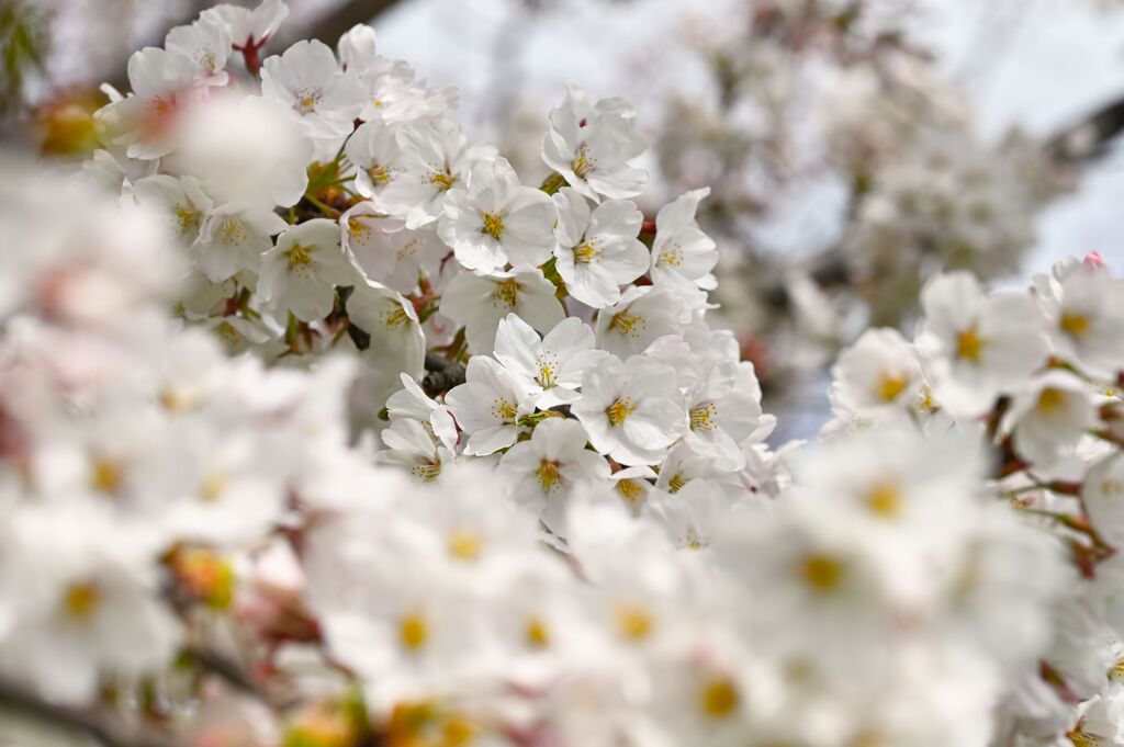 SAKURA