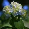 hydrangea