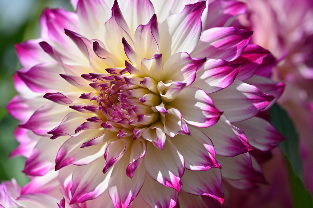 dahlia