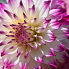 dahlia