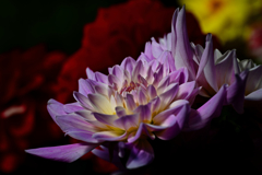 Dahlia