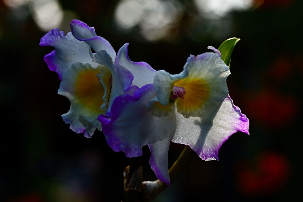 Dendrobium 'Christina Princess'