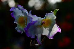 Dendrobium 'Christina Princess'