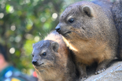 Cape Hyrax