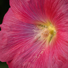 hollyhock