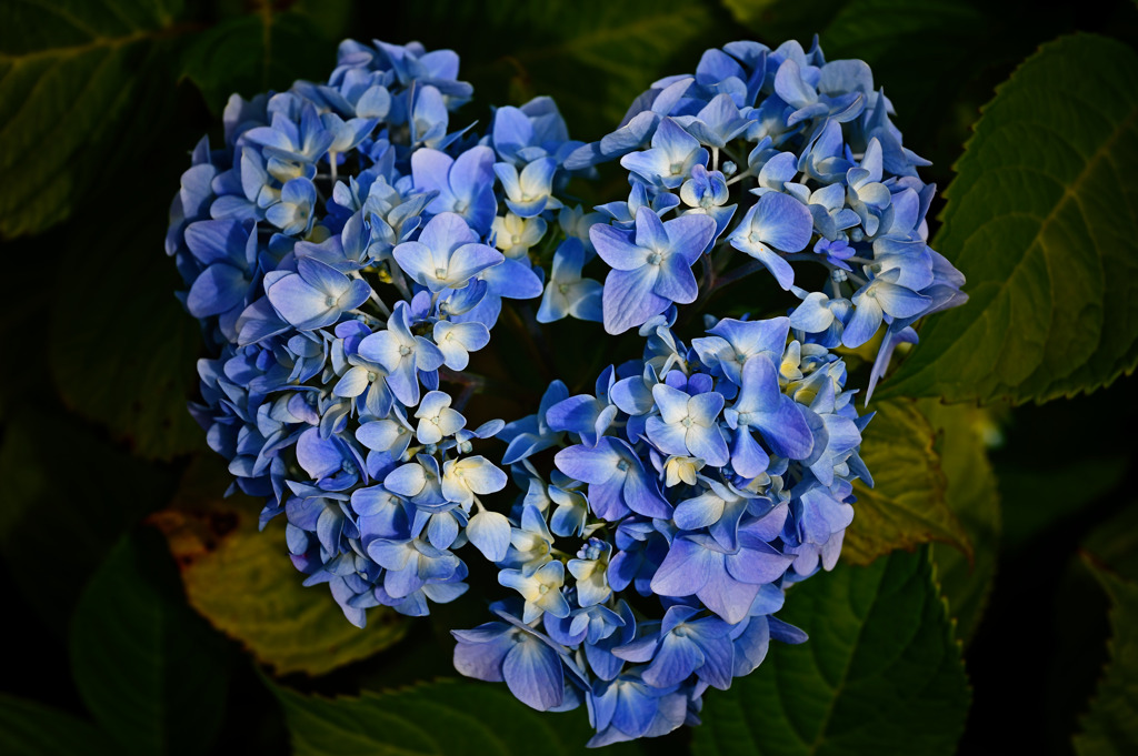 Hydrangea