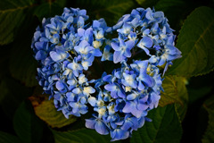 Hydrangea