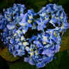 Hydrangea