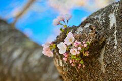 SAKURA
