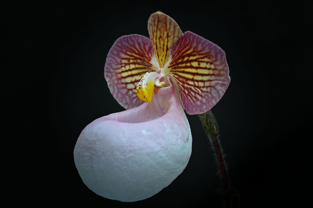 Paphiopedilum micranthum