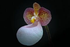 Paphiopedilum micranthum