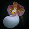 Paphiopedilum micranthum