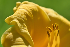 lily