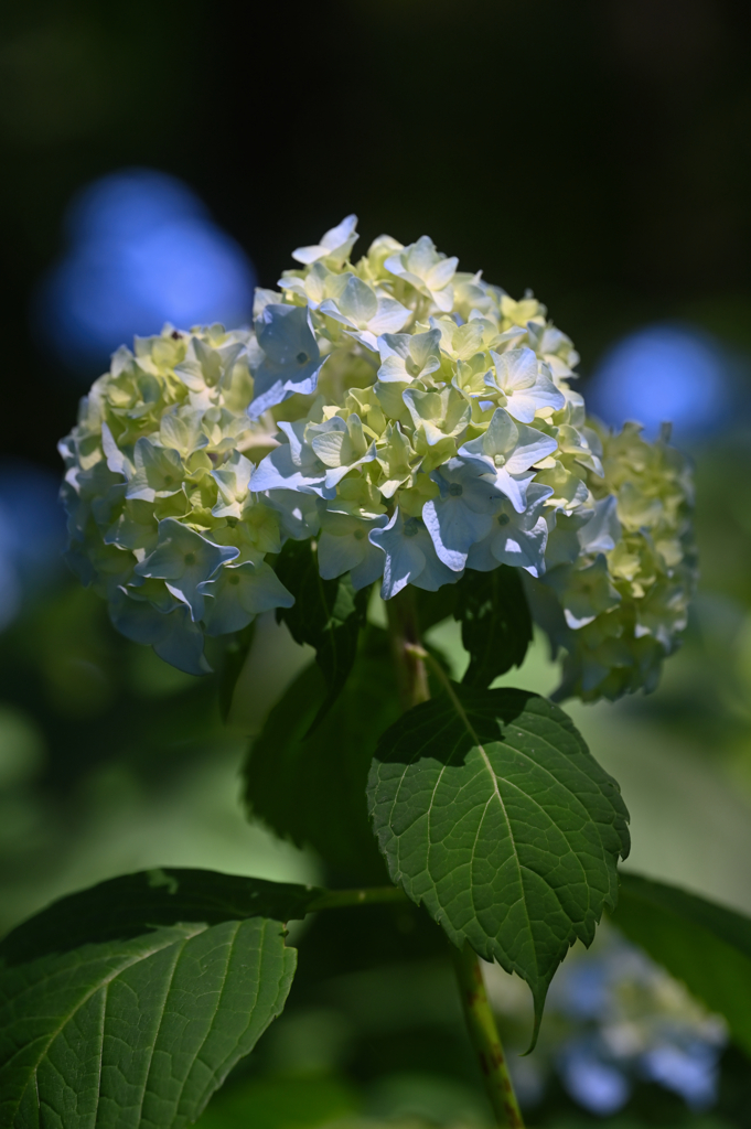 Hydrangea