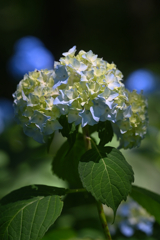 Hydrangea