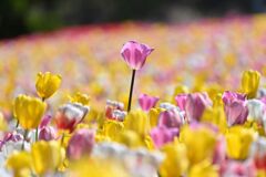 tulip