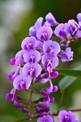 Hardenbergia