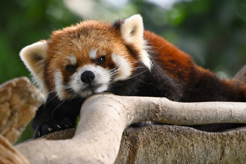 Red Panda