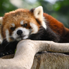 Red Panda