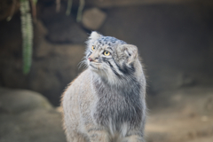 Pallas’s cat