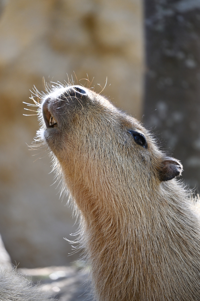 Capybara