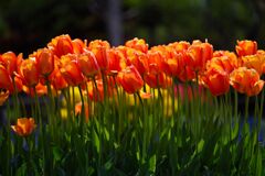 tulip