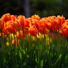 tulip