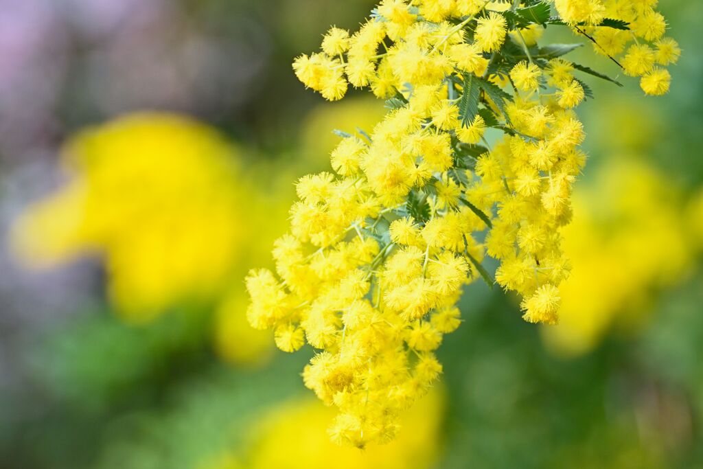 mimosa