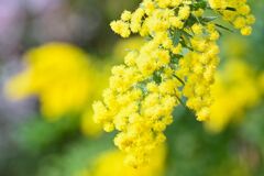 mimosa